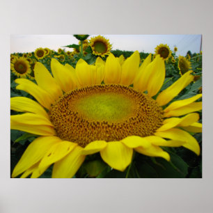 Zonnebloemserie Poster