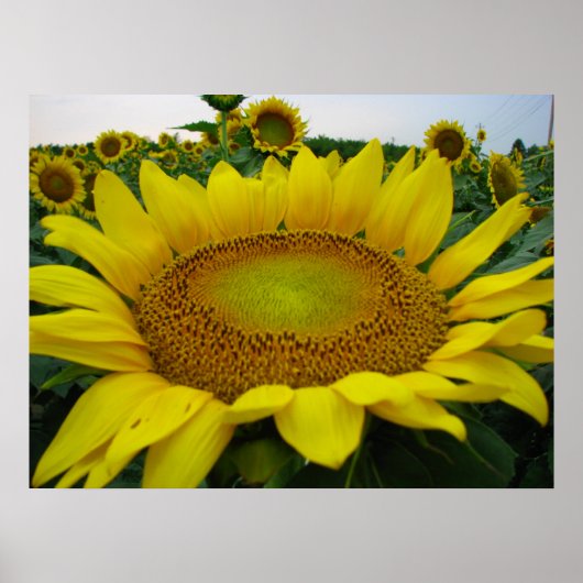 Zonnebloemserie Poster (Voorkant)