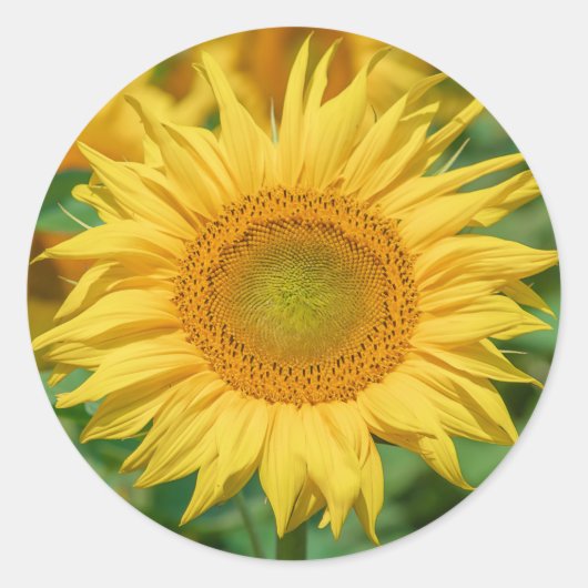 Zonnebloemstickers Ronde Sticker (Voorkant)