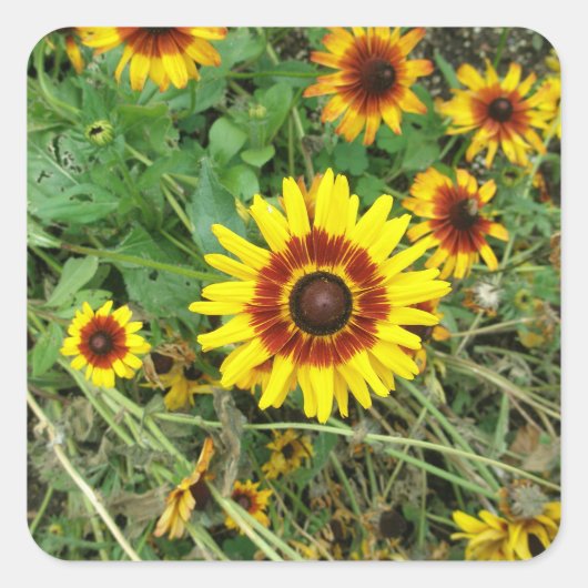 Zonnebloemstickers Vierkante Sticker (Voorkant)