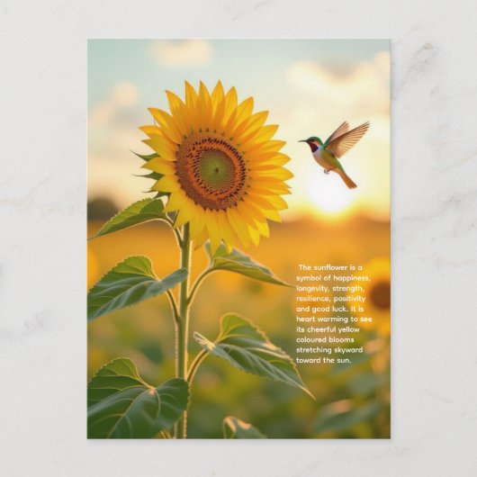 Zonnebloemsymboliek Briefkaart (Voorkant)