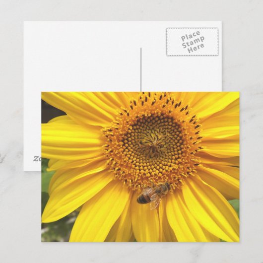 Zonnebloemtuin Briefkaart (Voorkant / Achterkant)