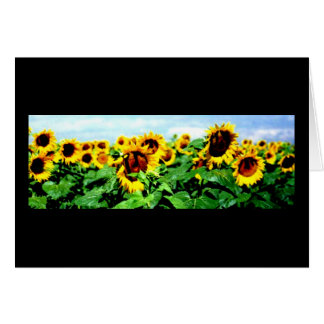 Zonnebloemveld