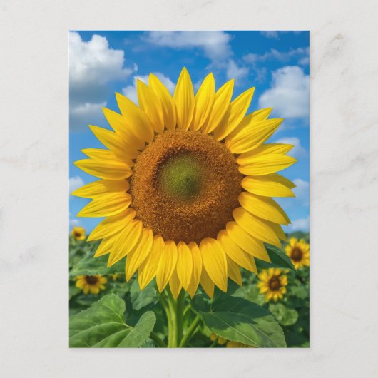 ZONNEBLOEMVELD ANSICHTKAART BRIEFKAART (Voorkant)