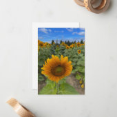 Zonnebloemveld & bij notitiekaartje (Voorkant / Achterkant in situ)