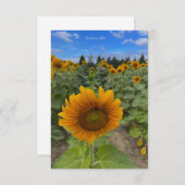 Zonnebloemveld & bij notitiekaartje (Voorkant / Achterkant)
