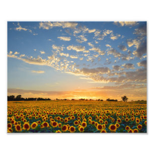 Zonnebloemveld bij zonsondergang foto afdruk