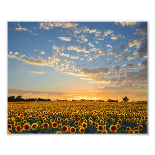 Zonnebloemveld bij zonsondergang foto afdruk (Voorkant)