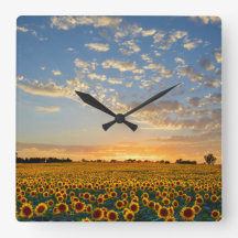 Zonnebloemveld bij zonsondergang