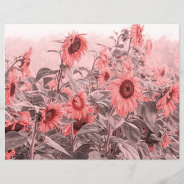 Zonnebloemveld  Blush roze grijze ontkoppeling