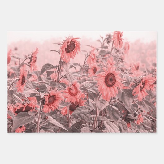 Zonnebloemveld  Blush roze grijze ontkoppeling Inpakpapier Vel (Voorkant 3)