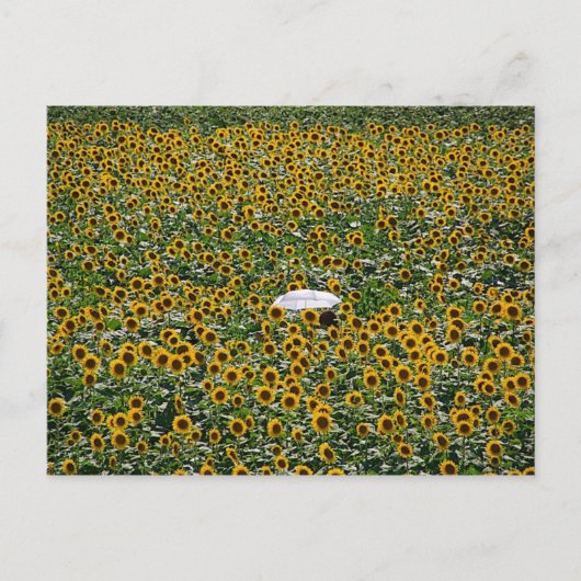 Zonnebloemveld Briefkaart (Voorkant)