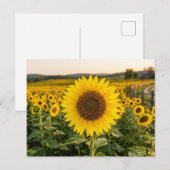 Zonnebloemveld Briefkaart (Voorkant / Achterkant)