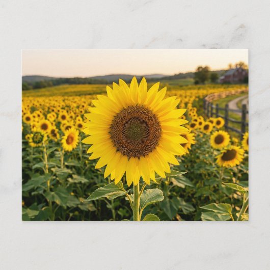 Zonnebloemveld Briefkaart (Voorkant)