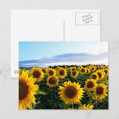 Zonnebloemveld Briefkaart (Voorkant / Achterkant)