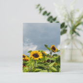 Zonnebloemveld Briefkaart (Staand voorkant)