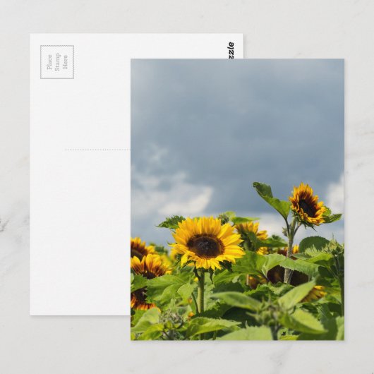 Zonnebloemveld Briefkaart (Voorkant / Achterkant)
