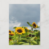 Zonnebloemveld Briefkaart (Voorkant)