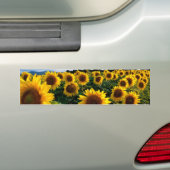 Zonnebloemveld Bumpersticker (Op auto)