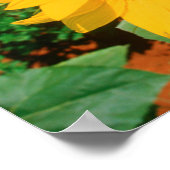 Zonnebloemveld. District Heidelberg Poster (Hoek)