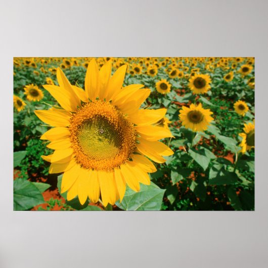 Zonnebloemveld. District Heidelberg Poster (Voorkant)