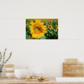 Zonnebloemveld. District Heidelberg Poster (Keuken)
