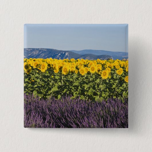 Zonnebloemveld en lavendelbloemen, vierkante button 5,1 cm (Voorkant)