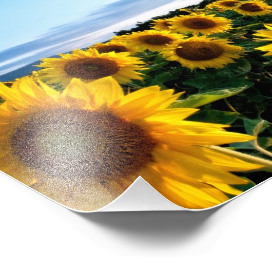 Zonnebloemveld Foto Afdruk (Hoek)