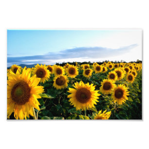 Zonnebloemveld Foto Afdruk