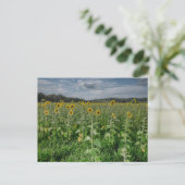 "Zonnebloemveld" Fotokaart Briefkaart (Staand voorkant)