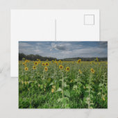 "Zonnebloemveld" Fotokaart Briefkaart (Voorkant / Achterkant)