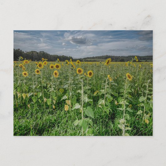 "Zonnebloemveld" Fotokaart Briefkaart (Voorkant)