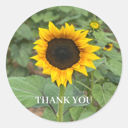 Zonnebloemveld Hartelijk dank Ronde Sticker (Voorkant)