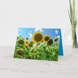 Zonnebloemveld in de zon kaart