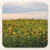 Zonnebloemveld in het avondlicht kartonnen onderzetters (Voorkant)