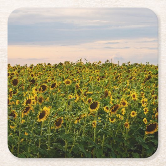Zonnebloemveld in het avondlicht kartonnen onderzetters (Voorkant)