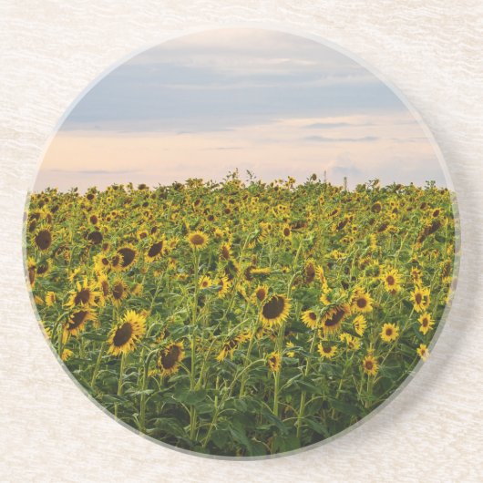 Zonnebloemveld in het avondlicht zandsteen onderzetter (Voorkant)