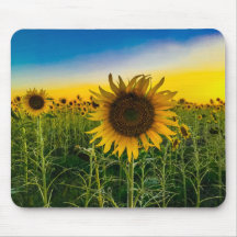 Zonnebloemveld in Kansas