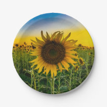 Zonnebloemveld in Kansas