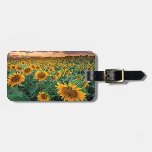 Zonnebloemveld in Longmont, Colorado Bagagelabel (Voorkant horizontaal)