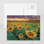 Zonnebloemveld in Longmont, Colorado Briefkaart (Voorkant / Achterkant)