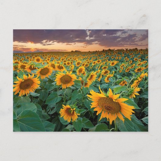 Zonnebloemveld in Longmont, Colorado Briefkaart (Voorkant)