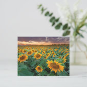 Zonnebloemveld in Longmont, Colorado Briefkaart (Staand voorkant)