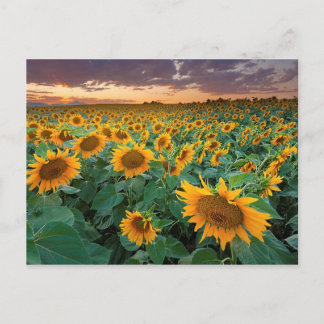 Zonnebloemveld in Longmont, Colorado Briefkaart