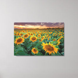 Zonnebloemveld in Longmont, Colorado Canvas Afdruk
