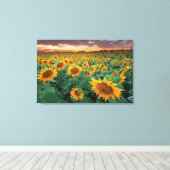 Zonnebloemveld in Longmont, Colorado Canvas Afdruk (Insitu (Houten vloer))