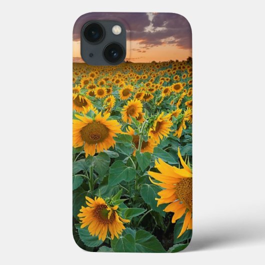 Zonnebloemveld in Longmont, Colorado Case-Mate iPhone Case (Achterkant)