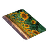 Zonnebloemveld in Longmont, Colorado Magneet (Rechterzijde)