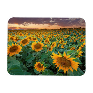 Zonnebloemveld in Longmont, Colorado Magneet