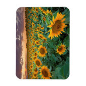 Zonnebloemveld in Longmont, Colorado Magneet (Verticaal)